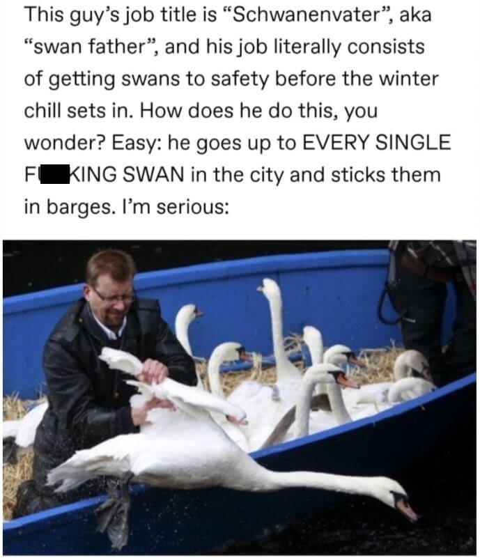 Swan Father The Coolest Job You May Ever Know 4 -Swan Father - Legitimately The Coolest Job You May Ever Know