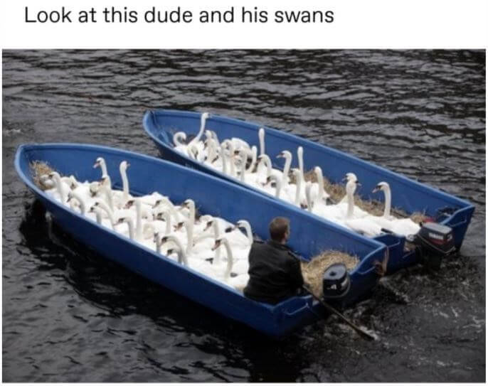 Swan Father The Coolest Job You May Ever Know 5 -Swan Father - Legitimately The Coolest Job You May Ever Know