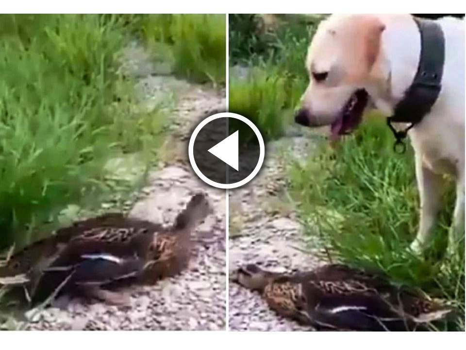 Duck Actor -The Duck'S Creative Acting Skills Saved It From The Dog, And The Video Of The Event Quickly Went Viral.