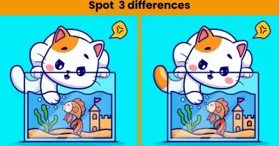 Spot 3 Differences In Cat And Fish Picture -Try And Spot 3 Differences In The Cat And Fish Picture In 7 Seconds!