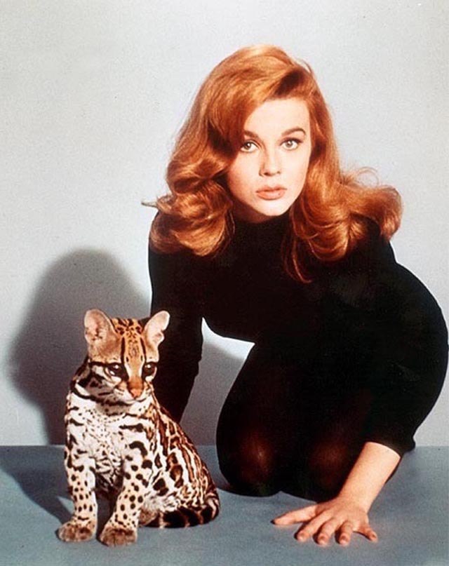 Ann-Margret: Timeless Beauty In Vintage 1960S Photos