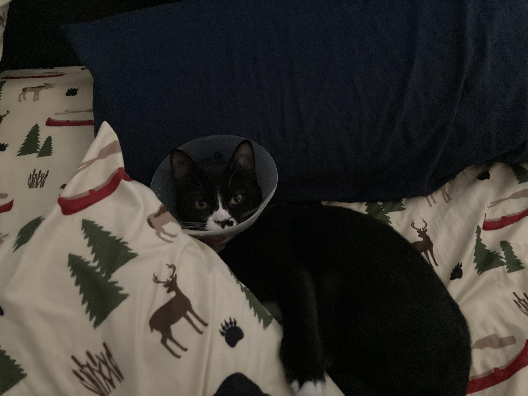 Woman Rescues Injured Cat After Neighbor Kicked It Out—Now She’s Being Branded A 'Thief'