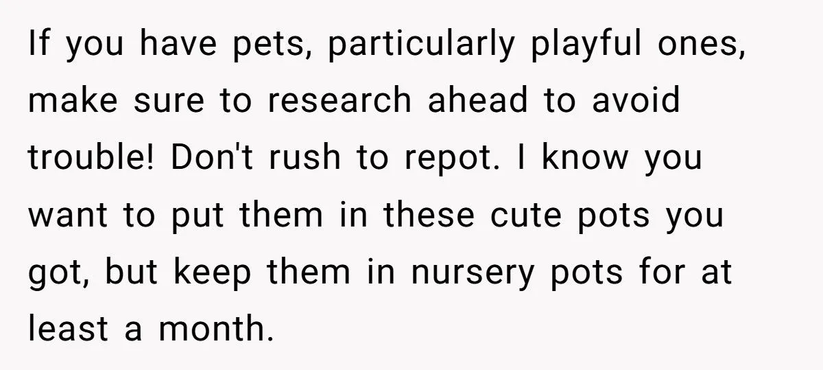 This One Common Mistake Is Destroying More Houseplants Than Anything Else