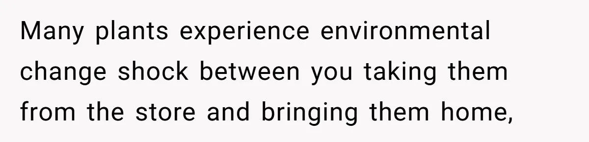 This One Common Mistake Is Destroying More Houseplants Than Anything Else