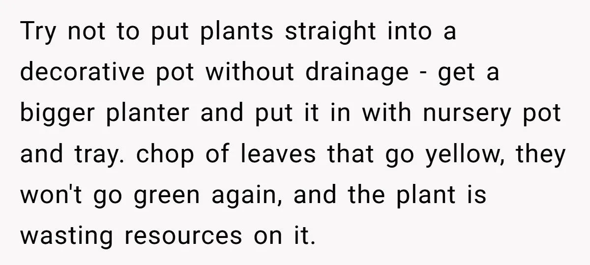 This One Common Mistake Is Destroying More Houseplants Than Anything Else