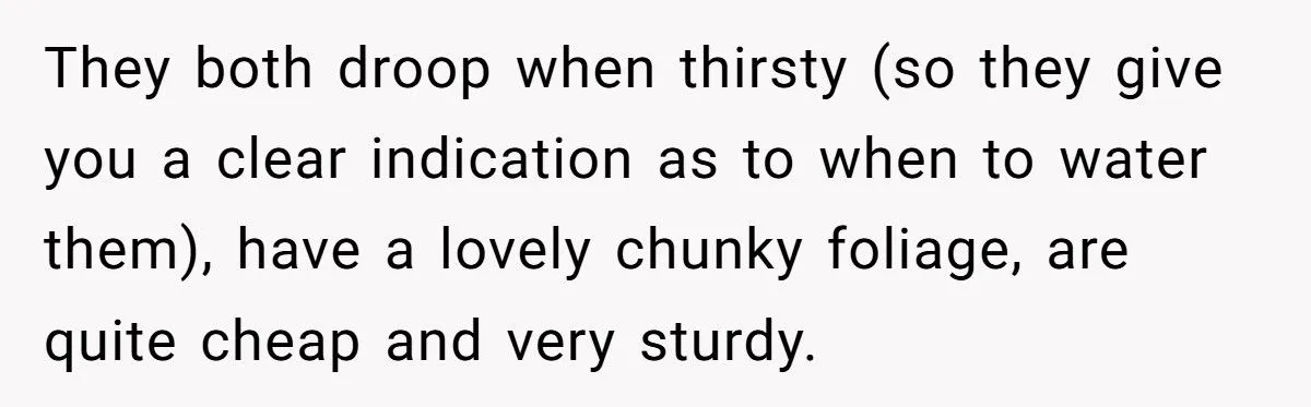 This One Common Mistake Is Destroying More Houseplants Than Anything Else