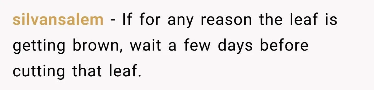 This One Common Mistake Is Destroying More Houseplants Than Anything Else
