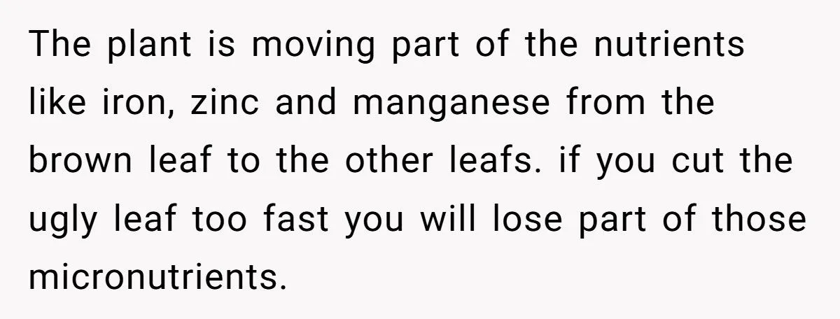 This One Common Mistake Is Destroying More Houseplants Than Anything Else