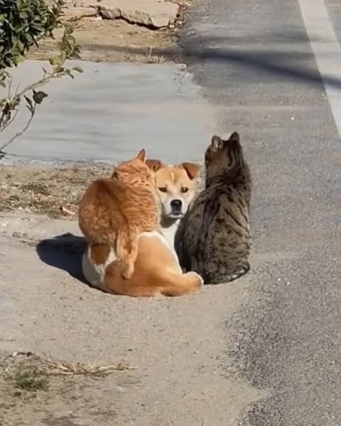 40 Absurdly Funny Photos That Make Zero Sense And We Love It