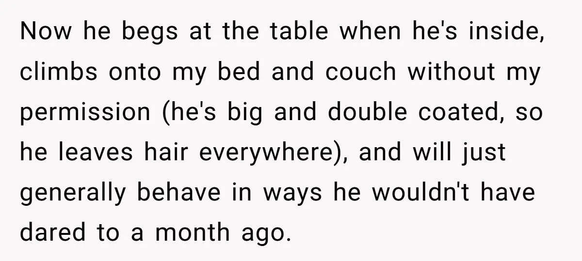 Dog Owner Torn as Neighbor Keeps ‘Borrowing’ His Pup to Entertain Autistic Son - But Bad Habits and Boundaries Spark Clash