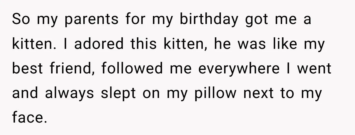 She Refused to Give Back Her Stolen Cat – What Happened Next Turned Into a Family Feud