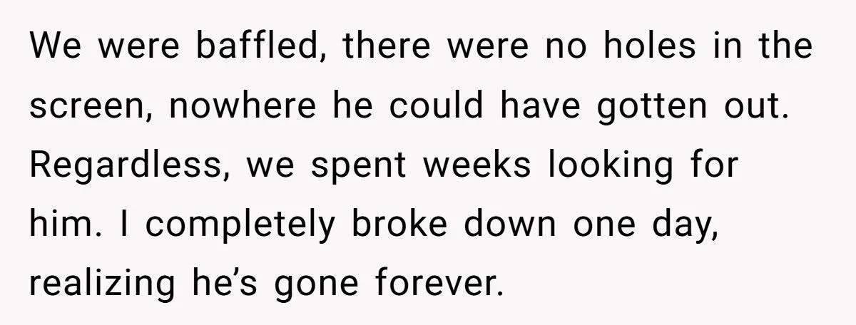 She Refused to Give Back Her Stolen Cat – What Happened Next Turned Into a Family Feud