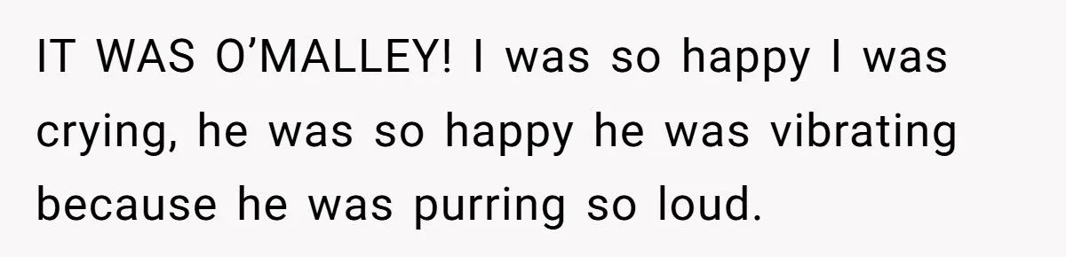 She Refused to Give Back Her Stolen Cat – What Happened Next Turned Into a Family Feud