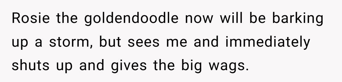 Nonstop Barking at Night? Neighbor’s Own Stereo Became the Perfect Revenge