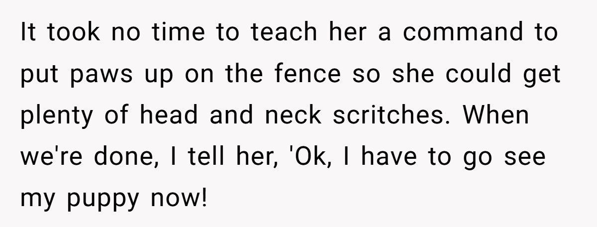 Nonstop Barking at Night? Neighbor’s Own Stereo Became the Perfect Revenge