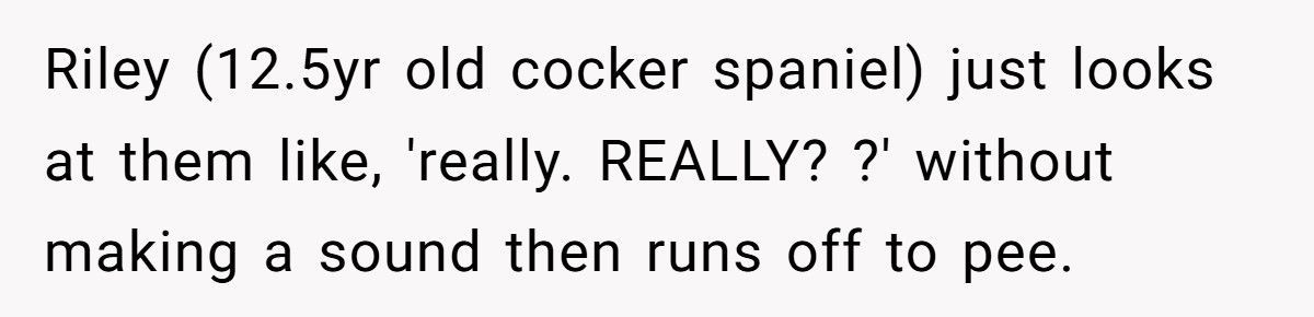 Nonstop Barking at Night? Neighbor’s Own Stereo Became the Perfect Revenge