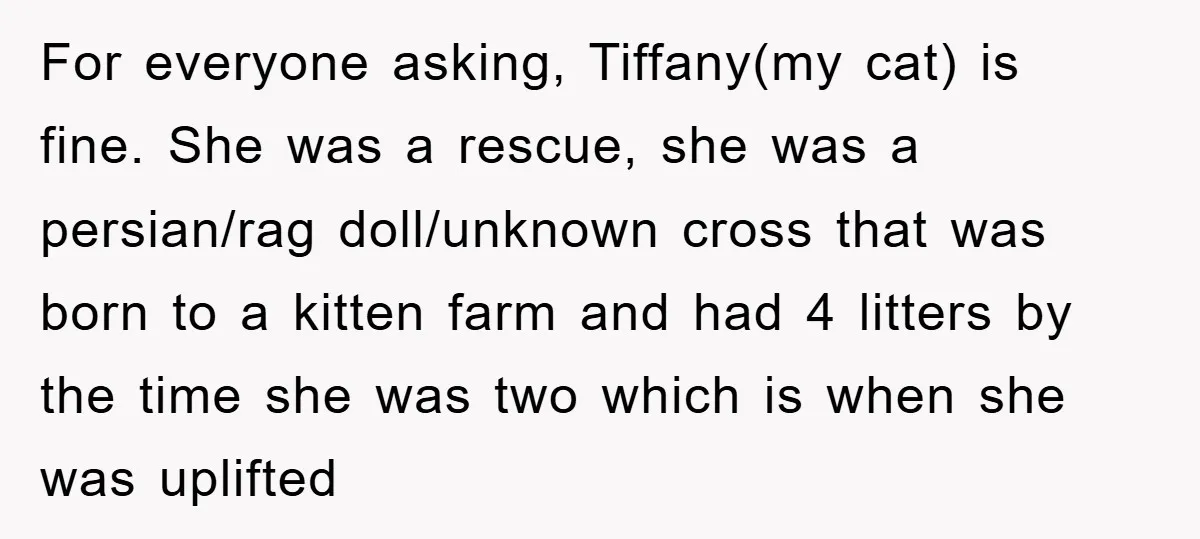 For everyone asking, Tiffany(my cat) is fine. She was a rescue, she was a persian/rag doll/unknown cross that was born to a kitten farm and had 4 litters by the...