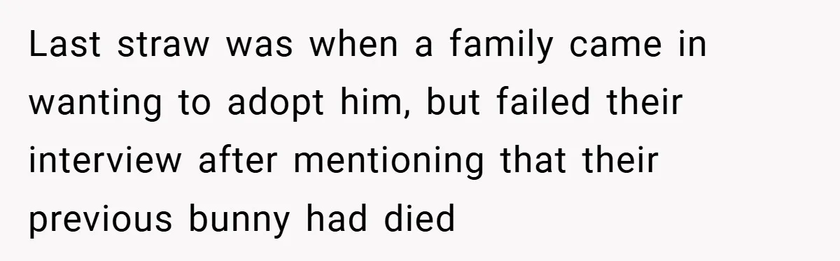 Last straw was when a family came in wanting to adopt him, but failed their interview after mentioning that their previous bunny had died