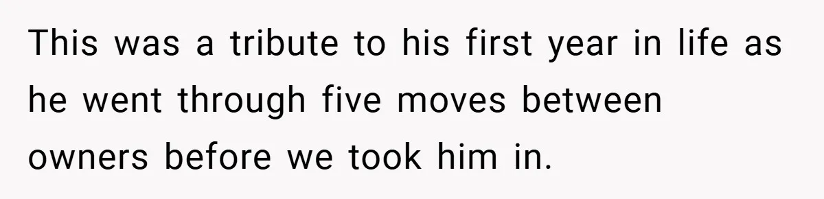 This was a tribute to his first year in life as he went through five moves between owners before we took him in.