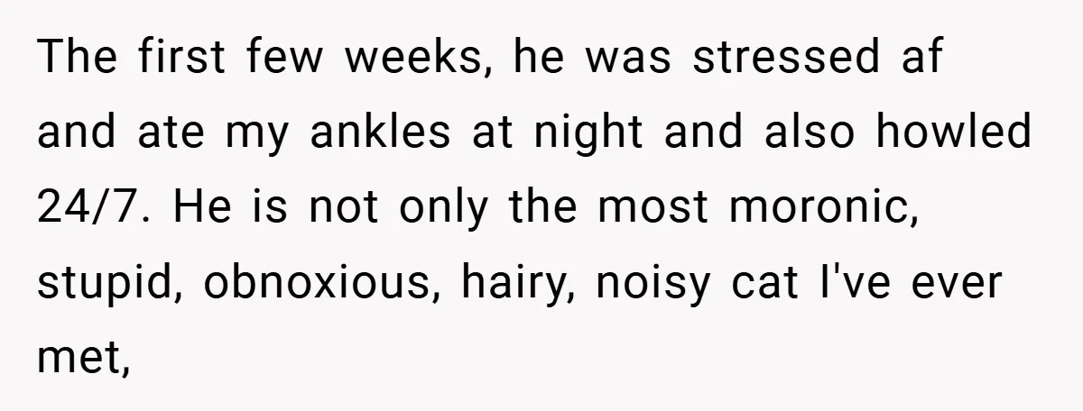 The first few weeks, he was stressed af and ate my ankles at night and also howled 24/7. He is not only the most moronic, stupid, obnoxious, hairy, noisy cat...