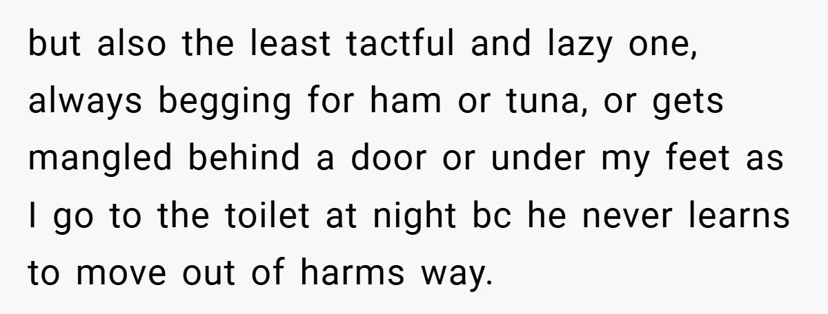 but also the least tactful and lazy one, always begging for ham or tuna, or gets mangled behind a door or under my feet as I go to the toilet...