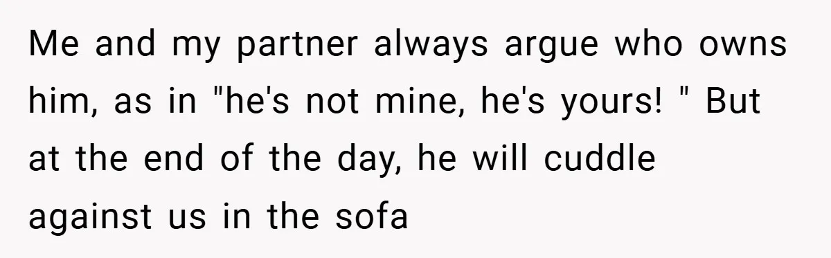 Me and my partner always argue who owns him, as in "he's not mine, he's yours! " But at the end of the day, he will cuddle against us in...