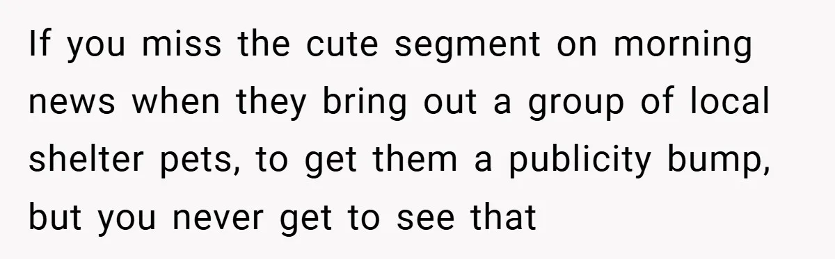 If you miss the cute segment on morning news when they bring out a group of local shelter pets, to get them a publicity bump, but you never get to...