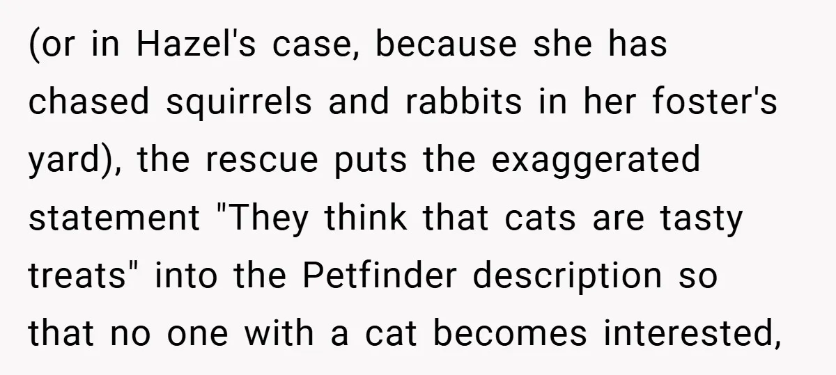 (or in Hazel's case, because she has chased squirrels and rabbits in her foster's yard), the rescue puts the exaggerated statement "They think that cats are tasty treats" into the...