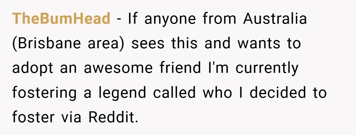 TheBumHead − If anyone from Australia (Brisbane area) sees this and wants to adopt an awesome friend I'm currently fostering a legend called who I decided to foster via Reddit.