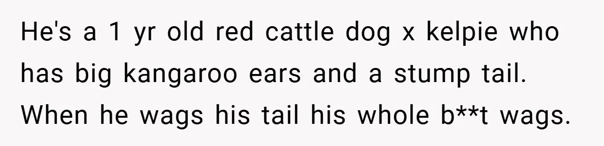 He's a 1 yr old red cattle dog x kelpie who has big kangaroo ears and a stump tail. When he wags his tail his whole b**t wags.