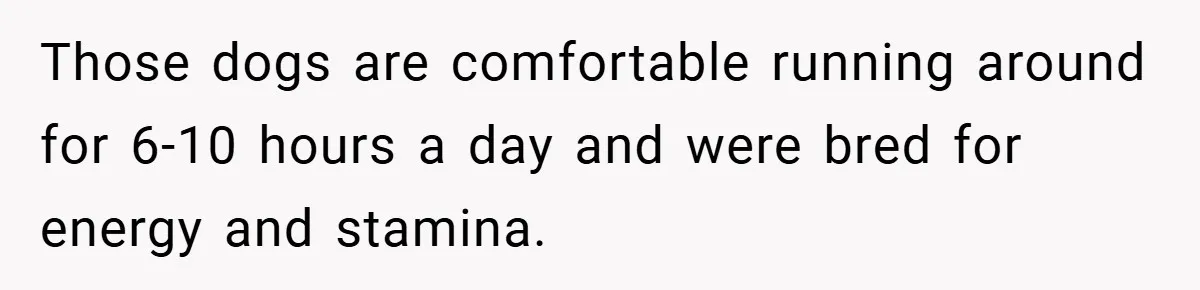 Those dogs are comfortable running around for 6-10 hours a day and were bred for energy and stamina.