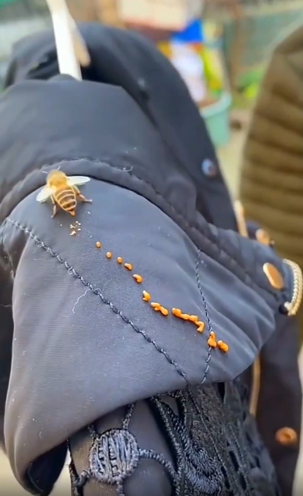 43 Pictures That Prove Bees Are the Chaotic Comedians of Nature