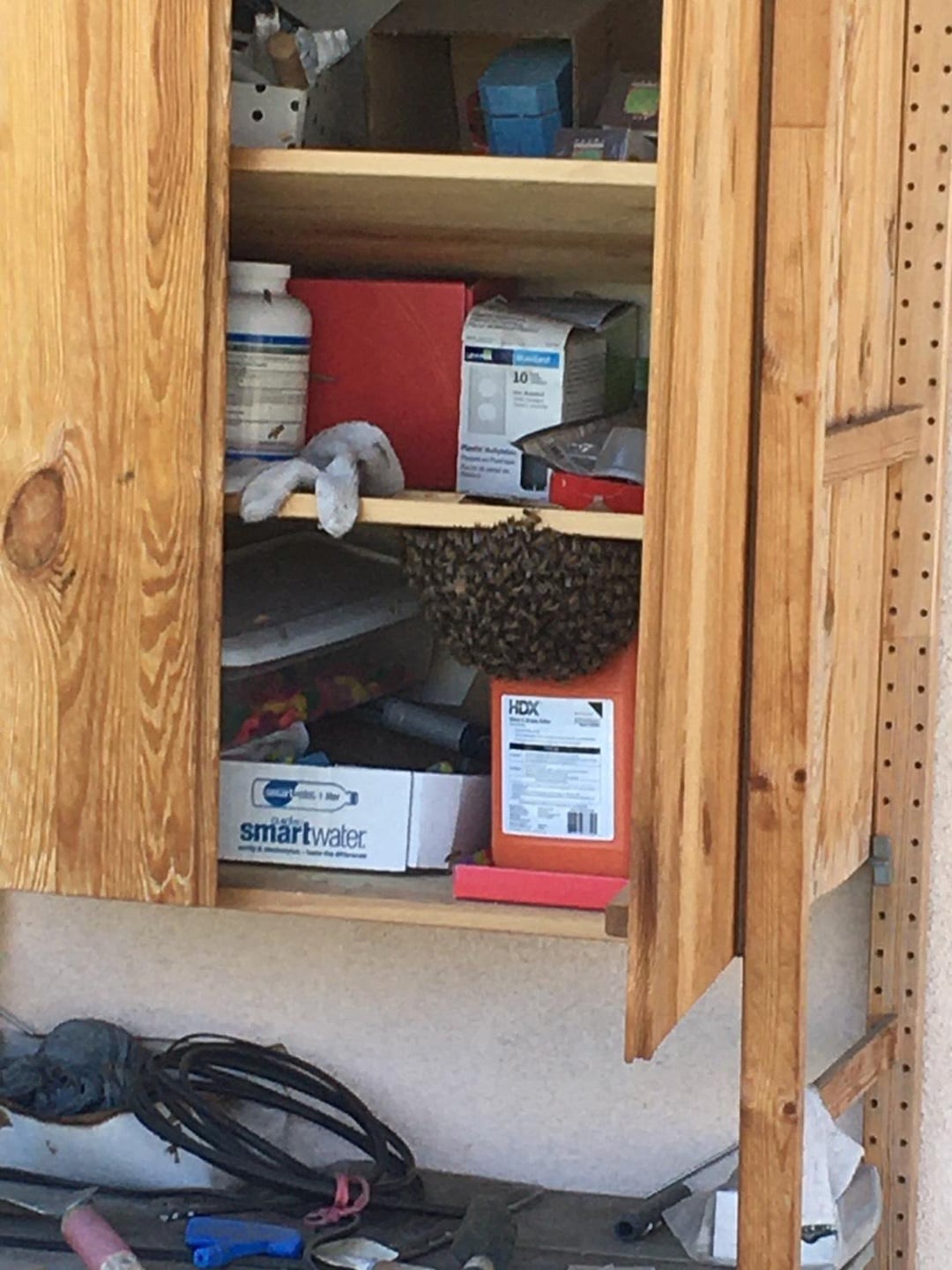 43 Pictures That Prove Bees Are the Chaotic Comedians of Nature