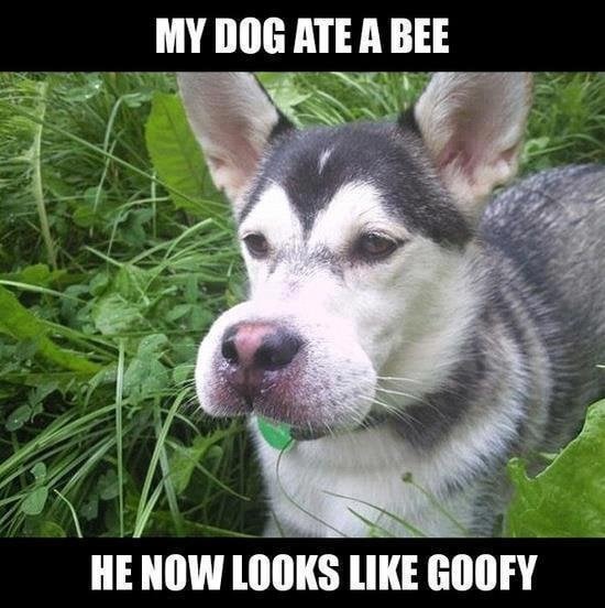 43 Pictures That Prove Bees Are the Chaotic Comedians of Nature
