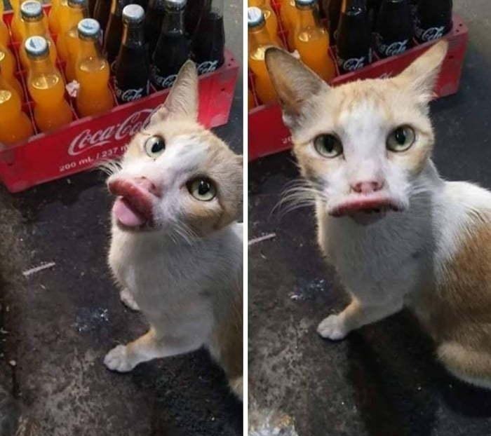 43 Pictures That Prove Bees Are the Chaotic Comedians of Nature