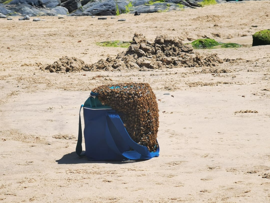 43 Pictures That Prove Bees Are the Chaotic Comedians of Nature