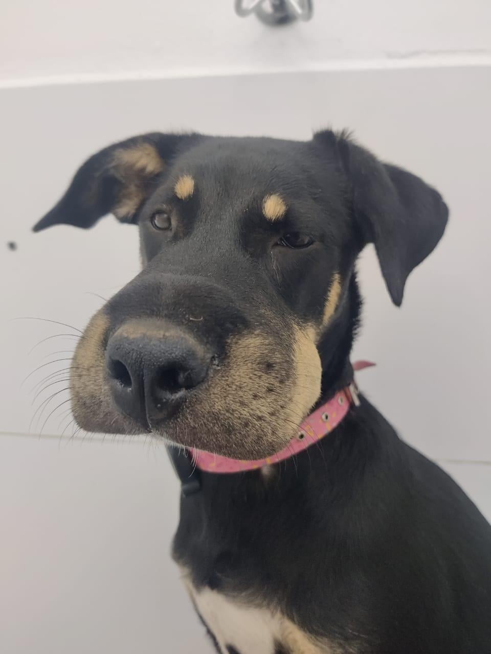 43 Pictures That Prove Bees Are the Chaotic Comedians of Nature