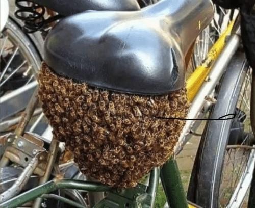 43 Pictures That Prove Bees Are the Chaotic Comedians of Nature