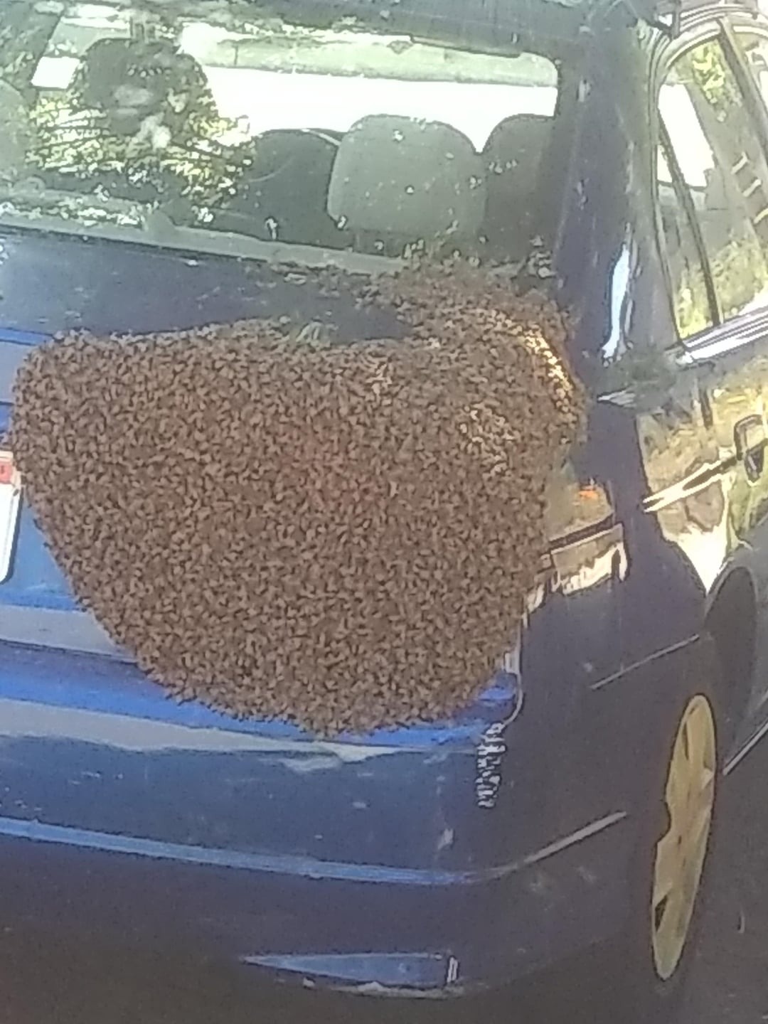 43 Pictures That Prove Bees Are the Chaotic Comedians of Nature