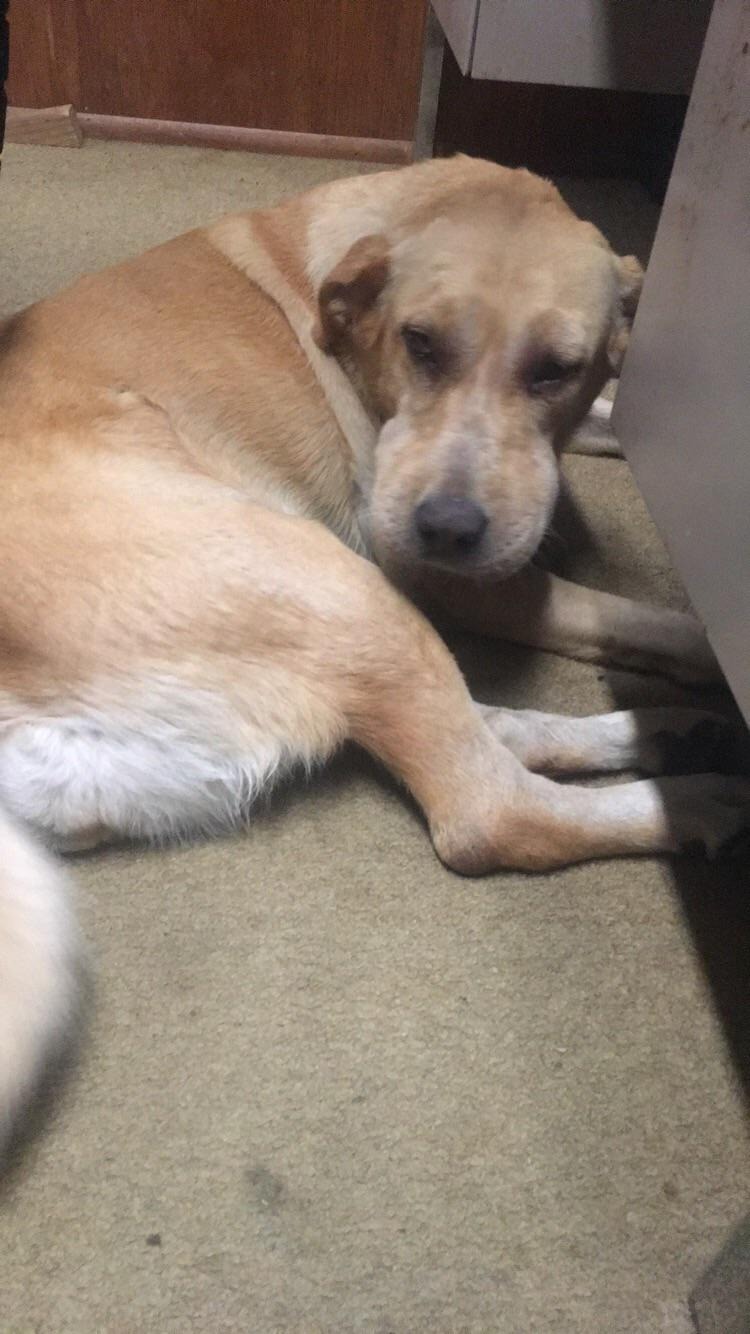 43 Pictures That Prove Bees Are the Chaotic Comedians of Nature