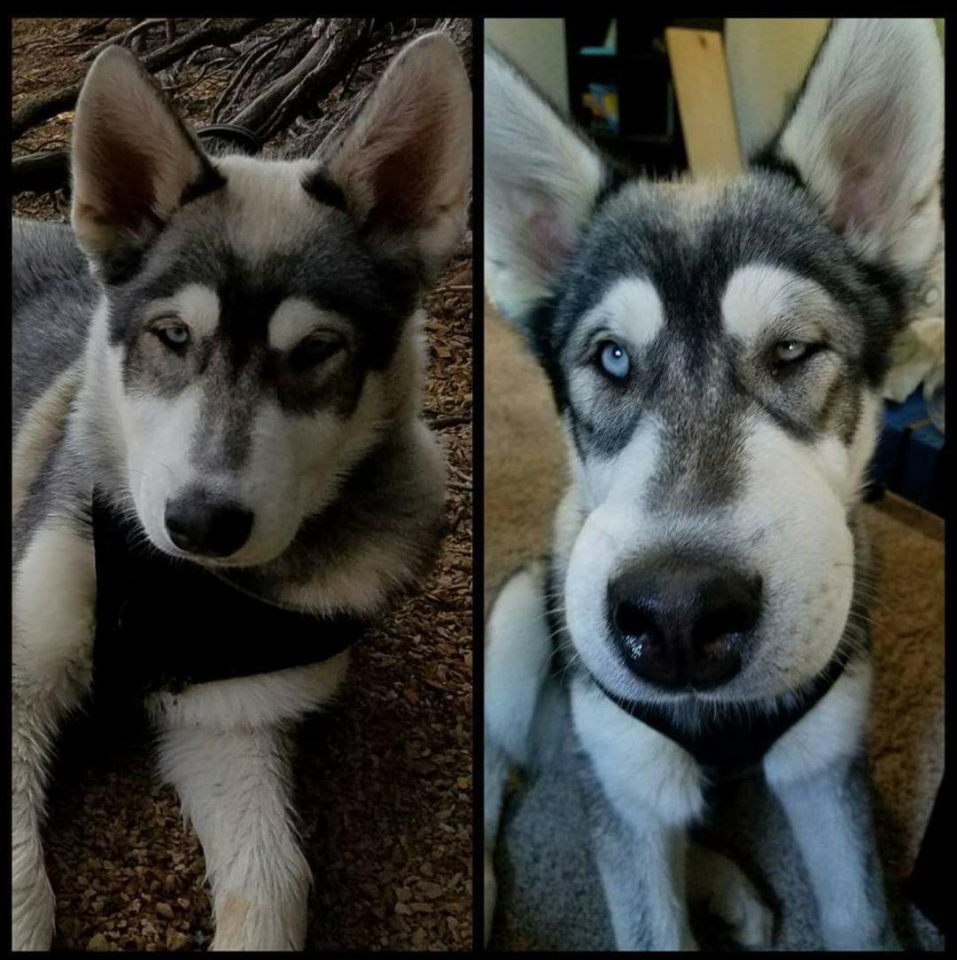 43 Pictures That Prove Bees Are the Chaotic Comedians of Nature