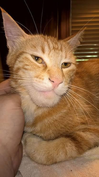 43 Pictures That Prove Bees Are the Chaotic Comedians of Nature