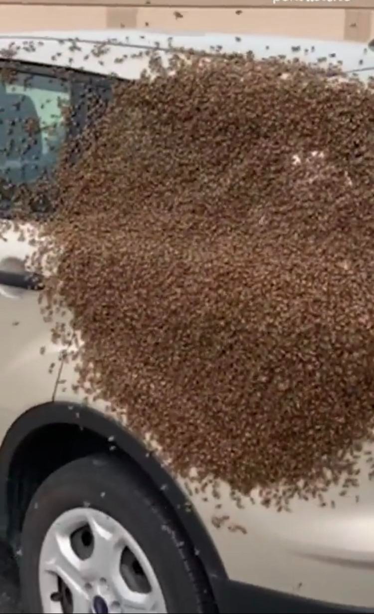 43 Pictures That Prove Bees Are the Chaotic Comedians of Nature