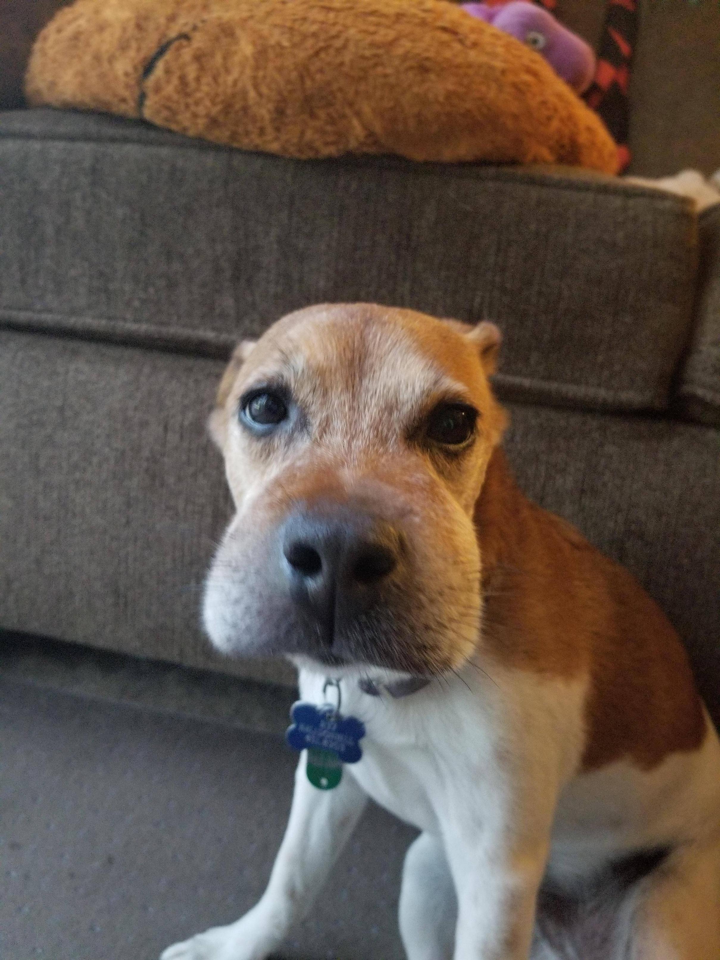 43 Pictures That Prove Bees Are the Chaotic Comedians of Nature