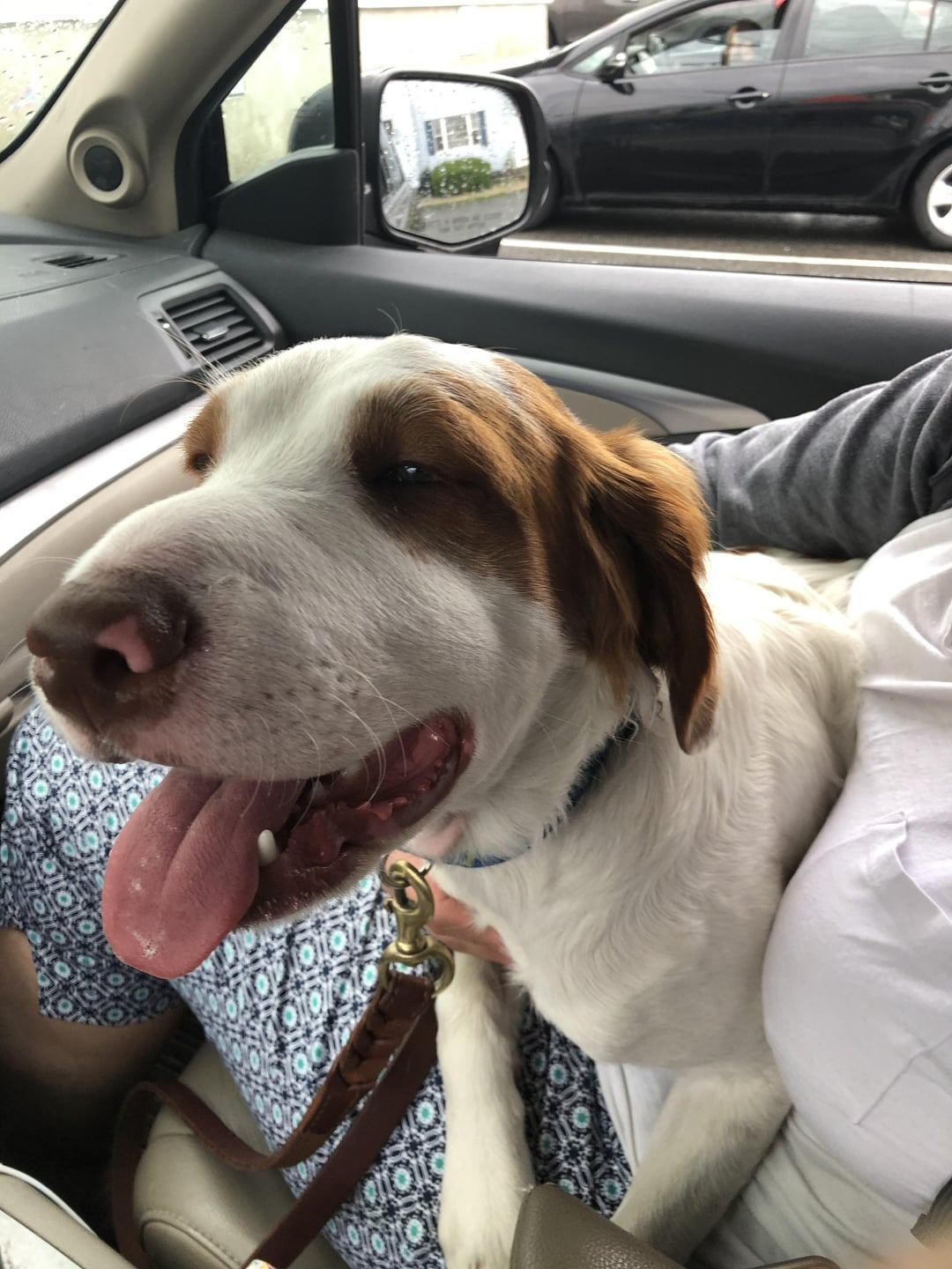 43 Pictures That Prove Bees Are the Chaotic Comedians of Nature