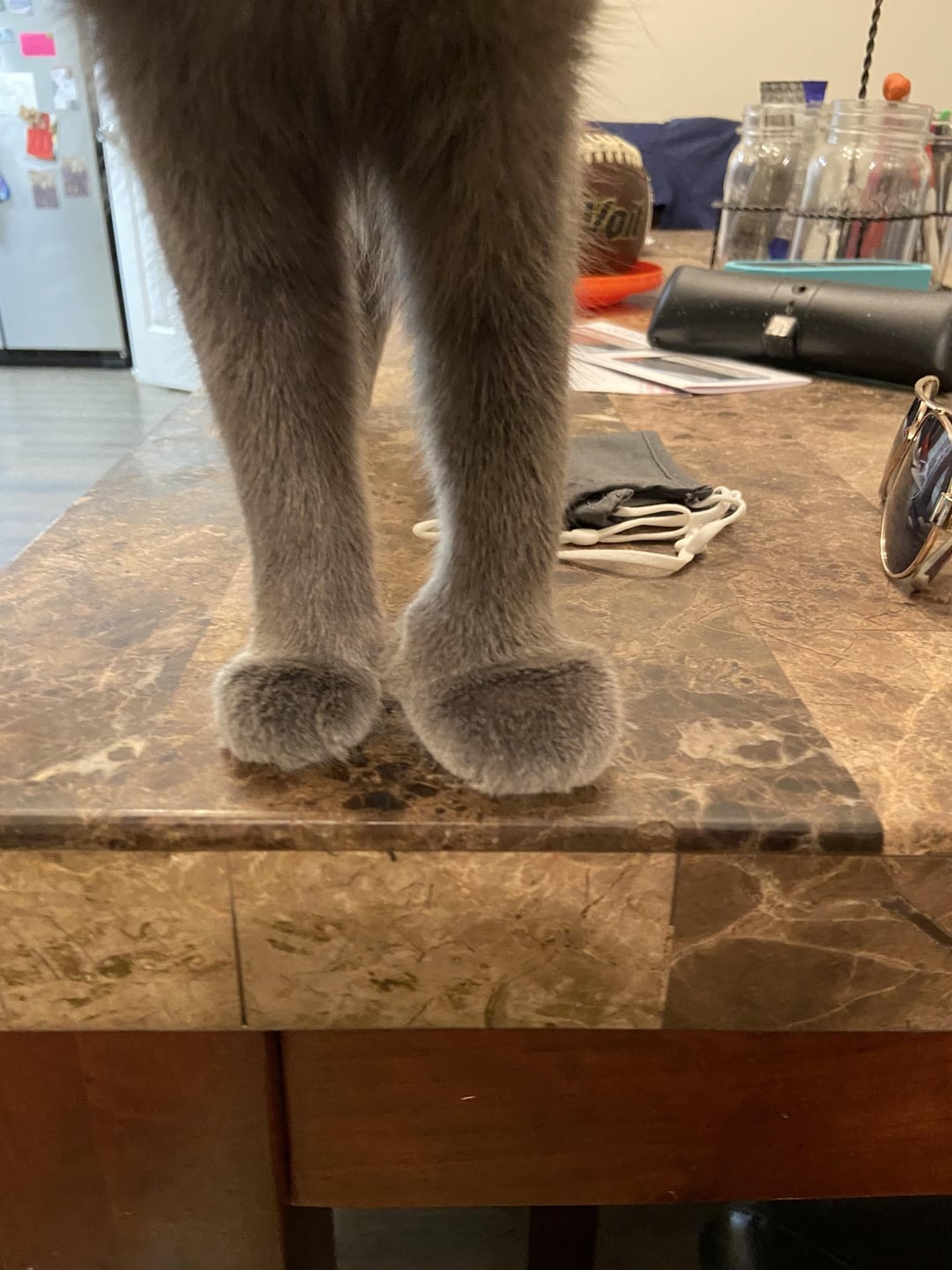 43 Pictures That Prove Bees Are the Chaotic Comedians of Nature