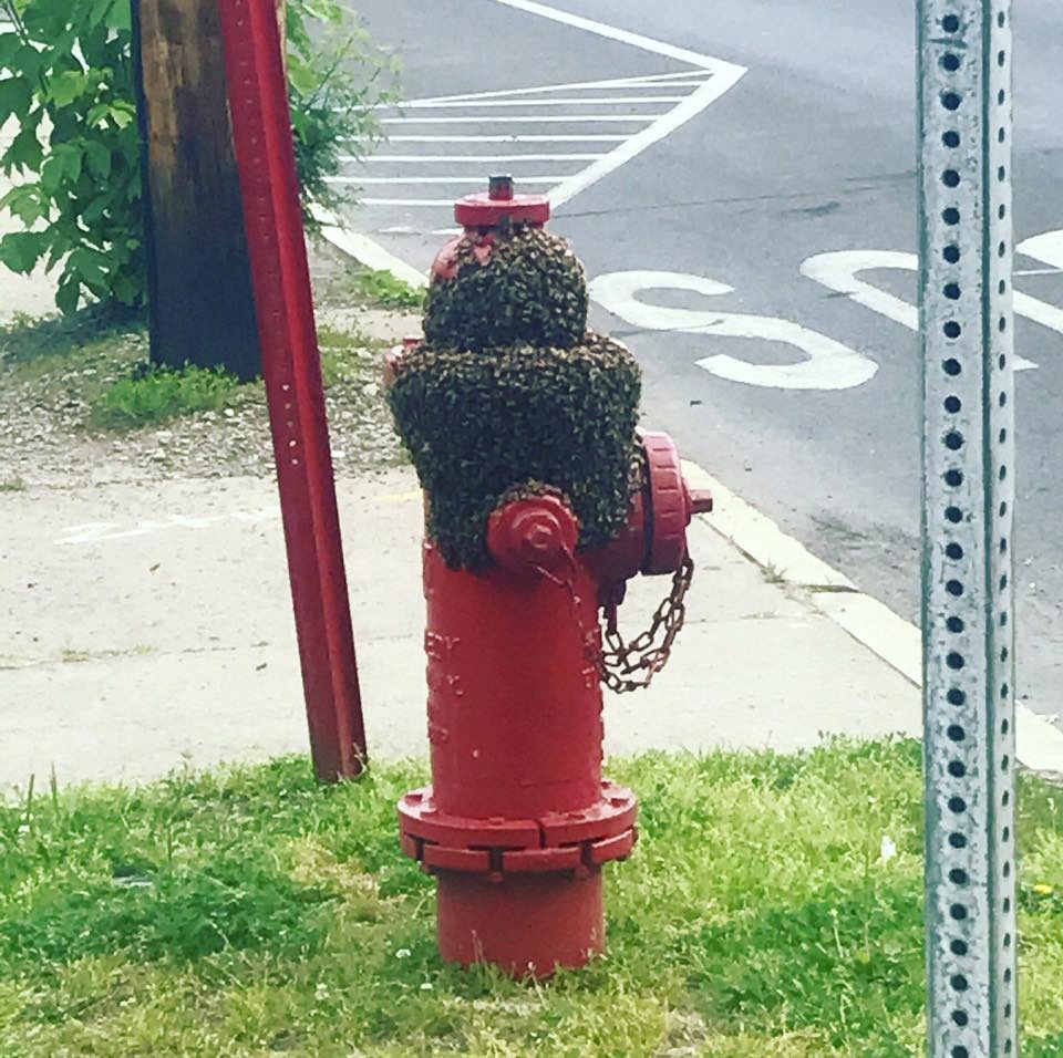 43 Pictures That Prove Bees Are the Chaotic Comedians of Nature