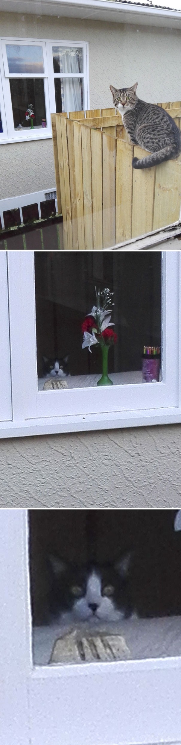 45 Hilarious Photobombs That Ruined (or Perfected) the Moment