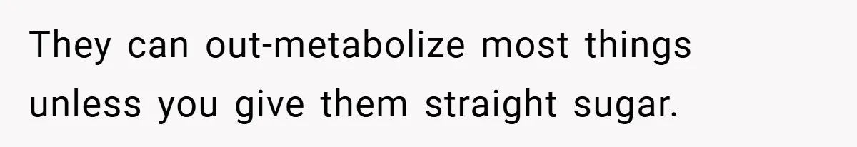 They can out-metabolize most things unless you give them straight sugar.