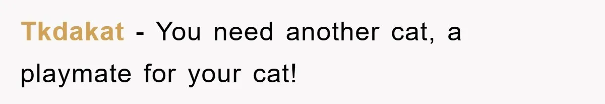 Tkdakat − You need another cat, a playmate for your cat!